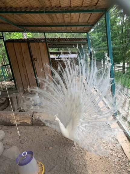 White Peacock