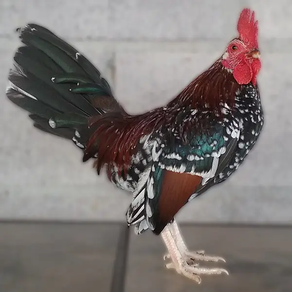 339
