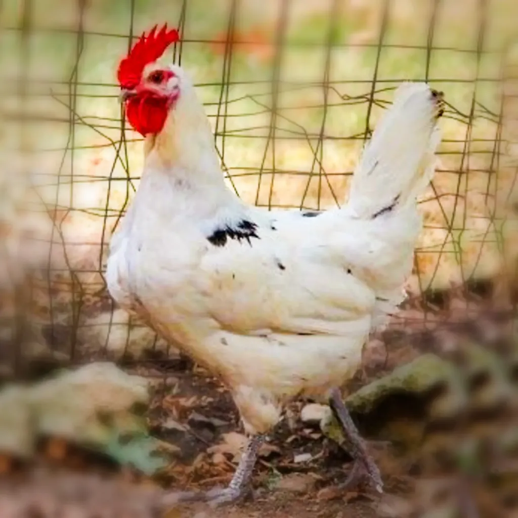 Austra-White-Chicks