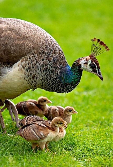 Peacock