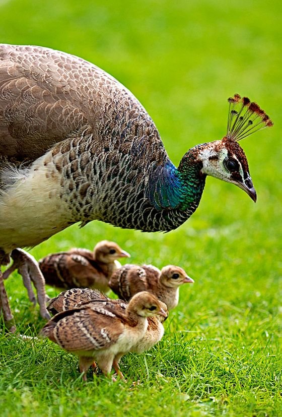 Awww… babies!!