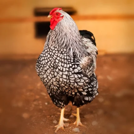 Black Laced Silver Wyandotte Started Pullet