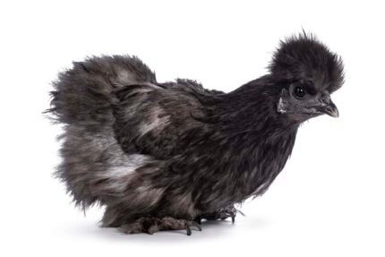 Black Silkie Bantam Chicks