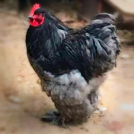 Blue Cochin Standard Chicks