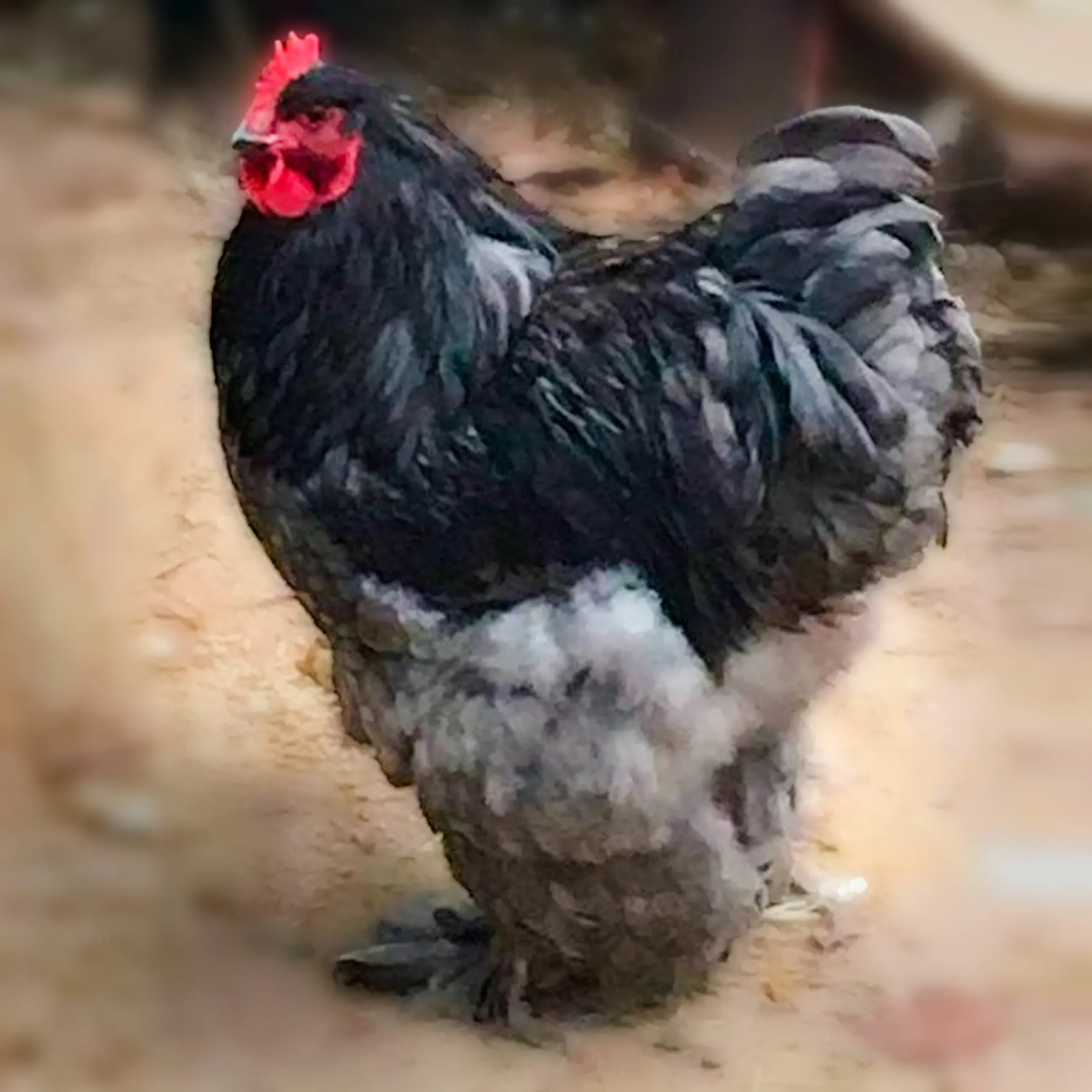 Blue-Cochin-Standard-Chicks