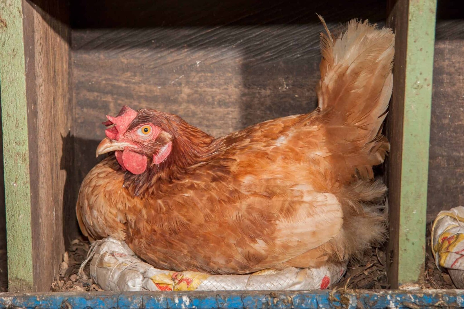 Broody-hen-sitting-on-eggs-2048x1365