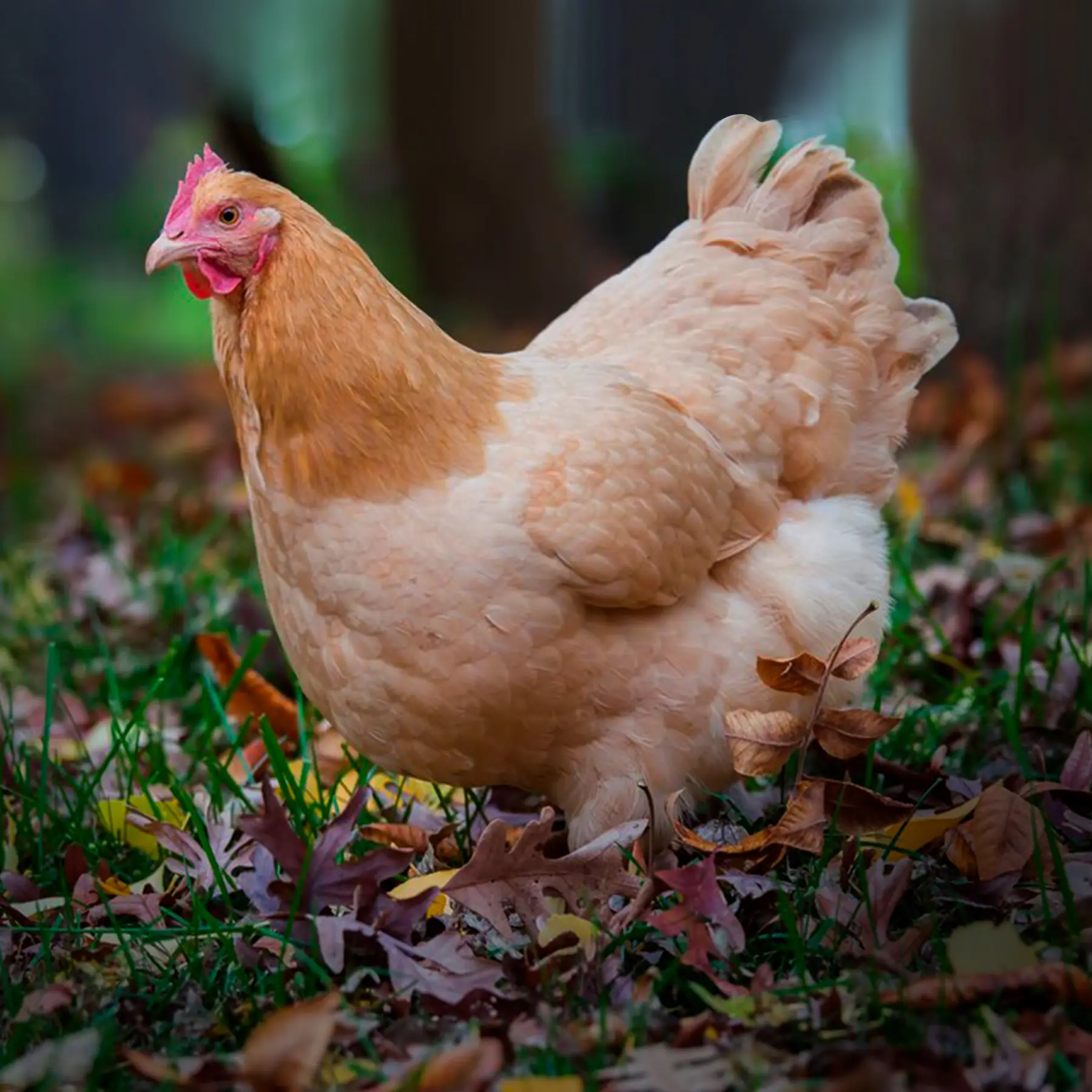 Buff-Orpington-Chicks