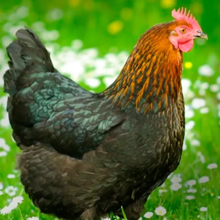 French Black Copper Marans Chicks