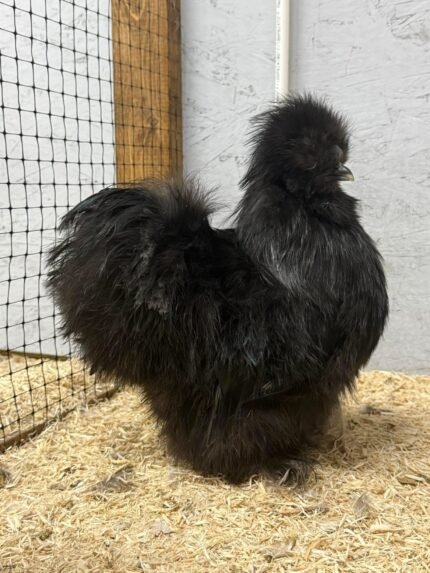 Black Silkie chicken