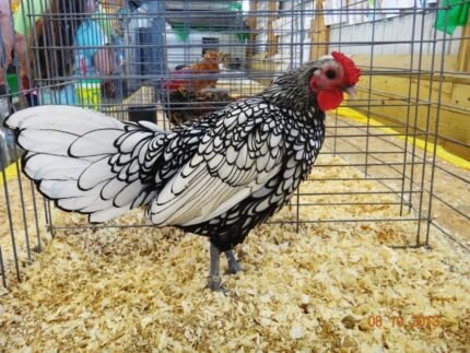 Silver Sebright Bantam Rooster