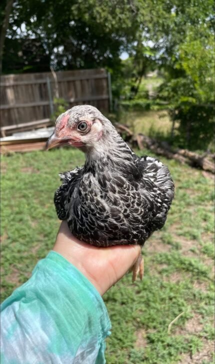 Silver Laced Wyandotte Pullets