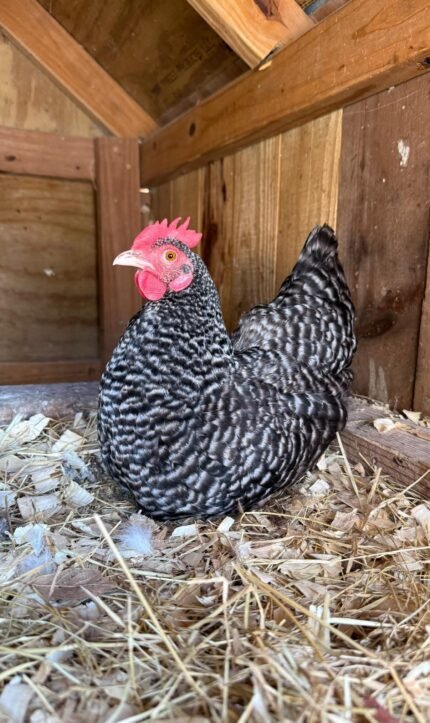 Plymouth Rock Chicken