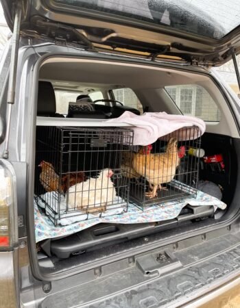 Moving with Chickens_ Five Helpful Tips - Peaches___