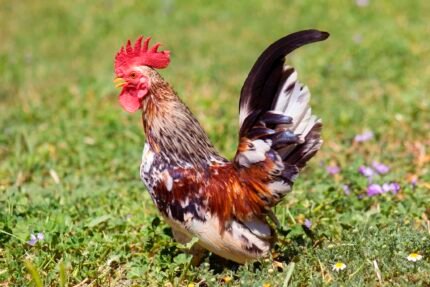 Serama Bantam Chicks