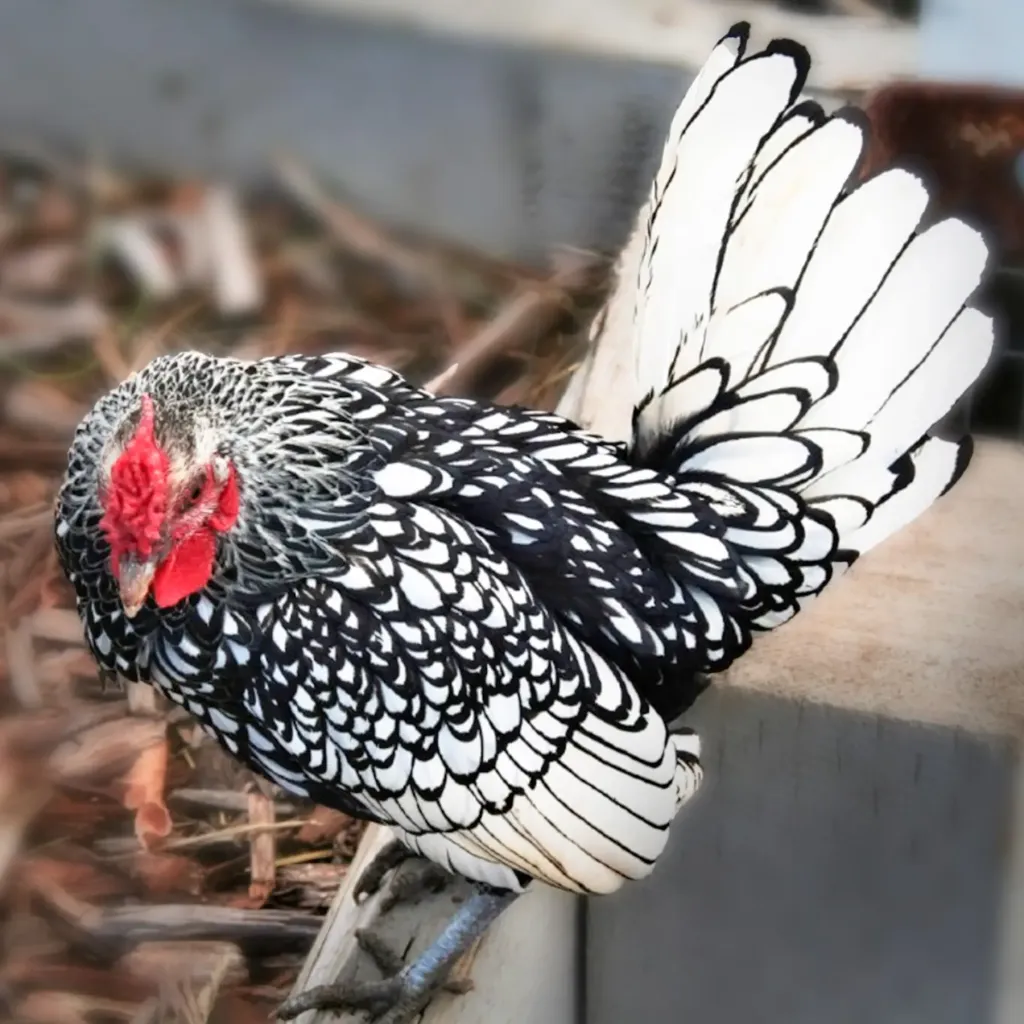 Silver-Sebright-Bantam-Chicks