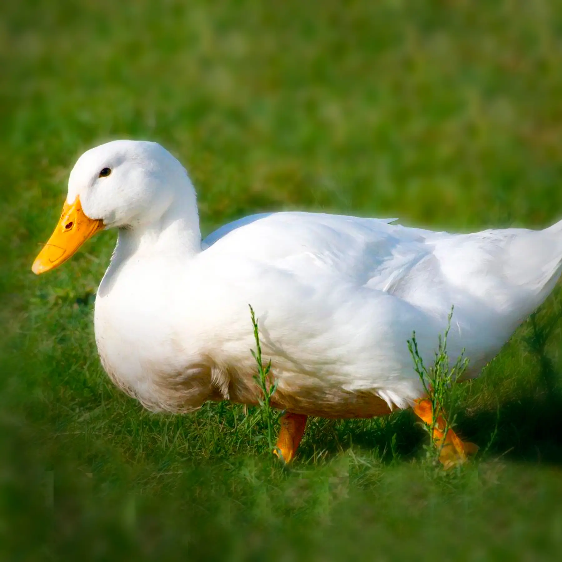 White-Pekin-Ducklings