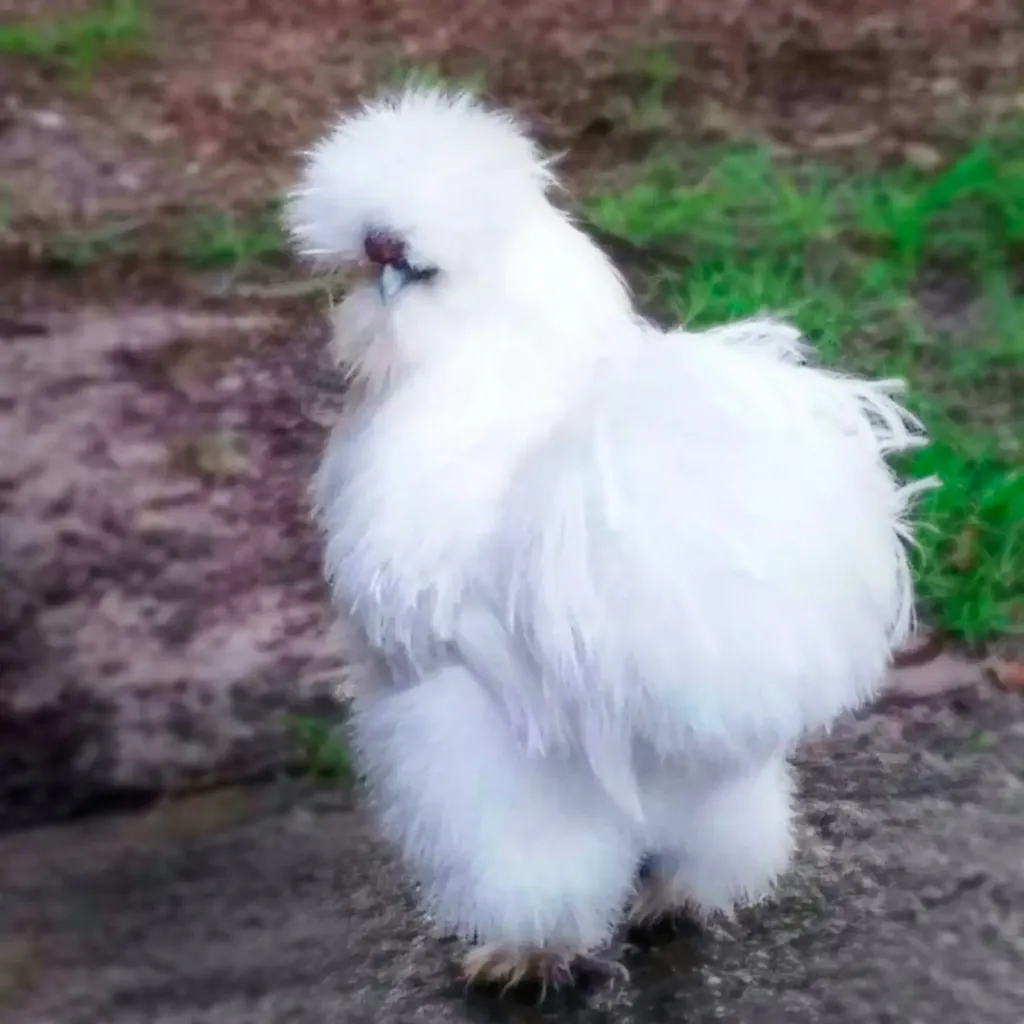 White-Silkie-Bantam-Chicks